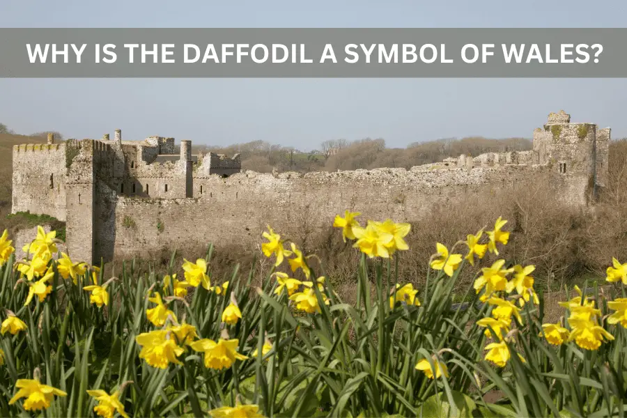 Why Is The Daffodil A Symbol Of Wales?